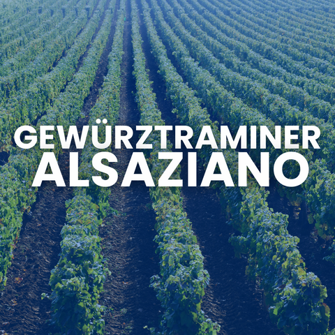 Gewurztraminer Alsaziano e Italiano: Confronto di Sapori e Profumi