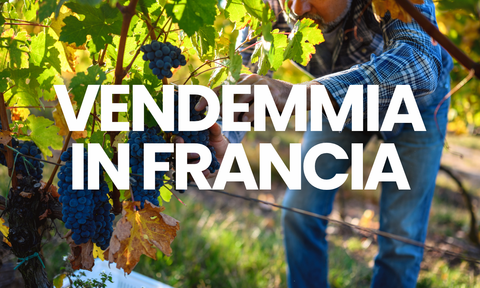 Vendemmia in Francia: rituali, regole e parole delle vendanges