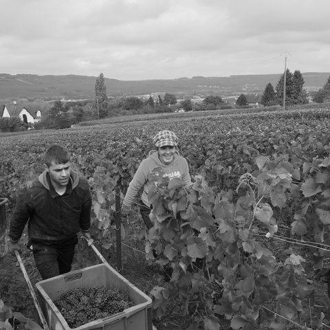 Champagne Le Terroir -  B. Gabriel - Extra Brut